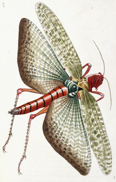 Ägyptische Heuschrecke, 1790 von Frederick Polydor Nodder