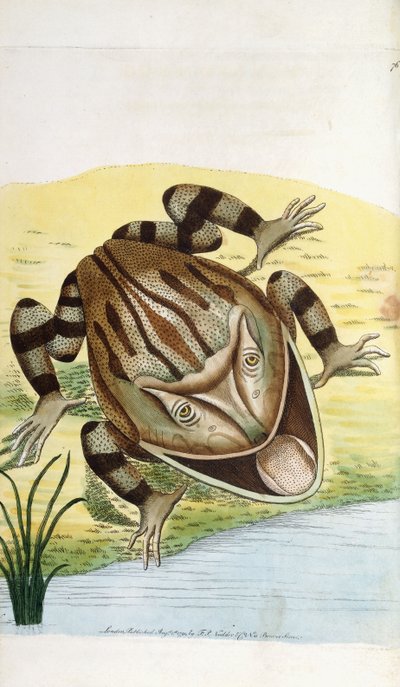 Hornfrosch von Frederick Polydor Nodder