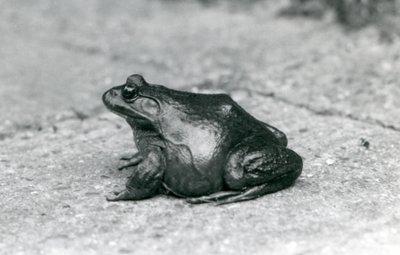 Ein Amerikanischer Ochsenfrosch, Londoner Zoo, 1925 von Frederick William Bond