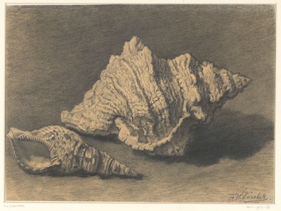 Zwei Muscheln von Frederik Willem Zürcher