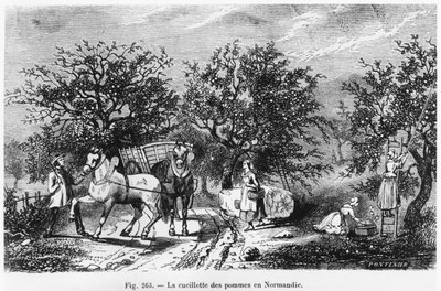 Apfelernte in der Normandie von French School