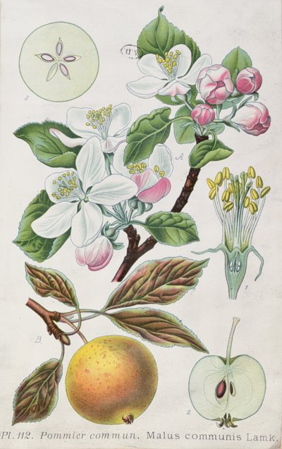 Apfelbaum (Malus Communis) von French School