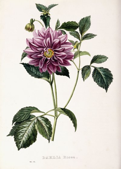 Dahlia Rosea, 1715 von French School