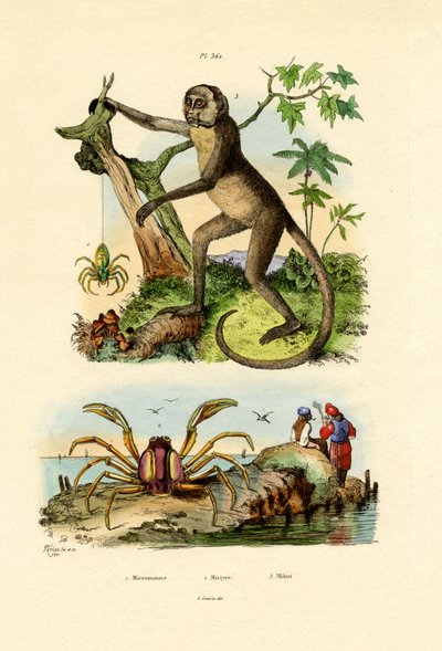 Grüne Jagdspinne von French School