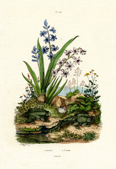 Hyazinthenblume von French School