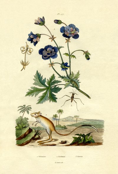 Springmaus von French School