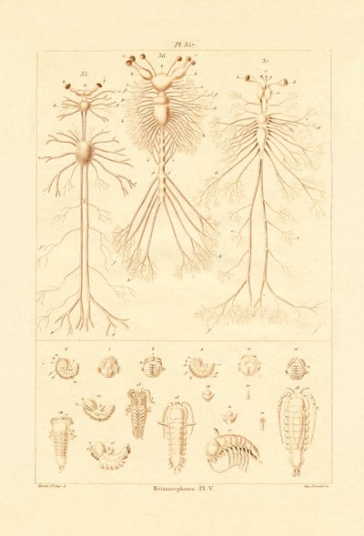 Metamorphose von French School