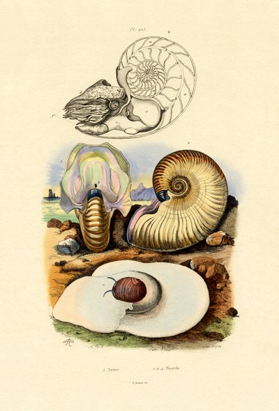 Mondschnecke von French School