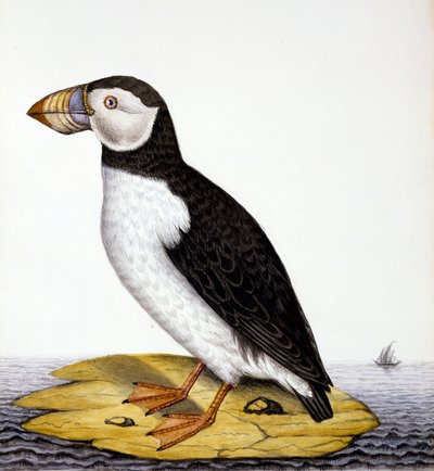 Papageientaucher, Marmon Fratercula, ca. 1840 von French School