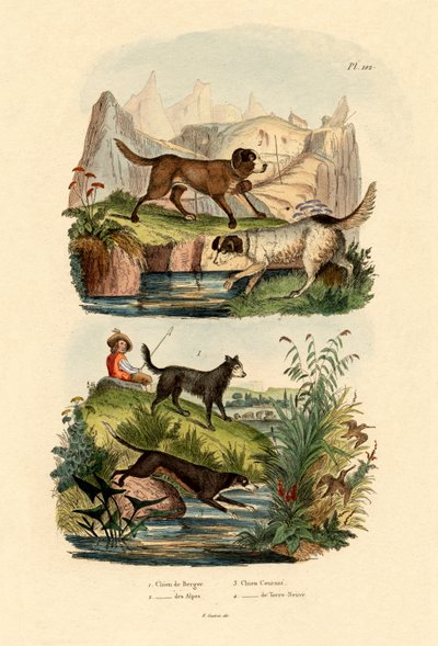 Hütehund von French School
