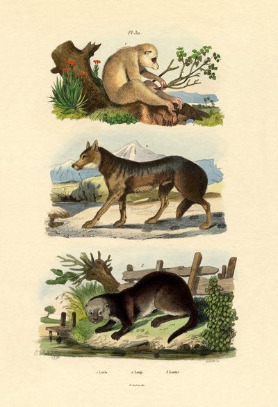 Faultieraffe von French School