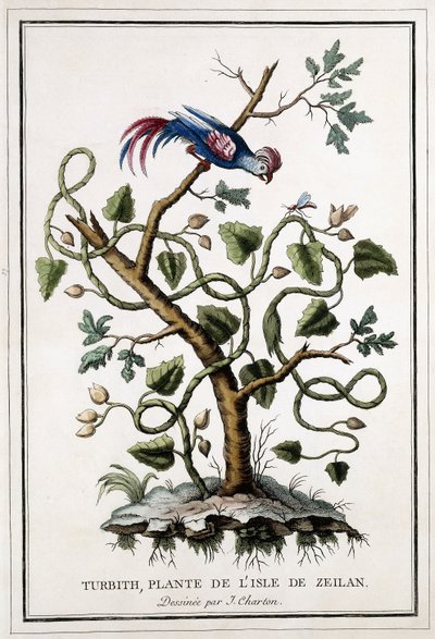 Turbith, Pflanze der Insel Zeilan, 1784 von French School