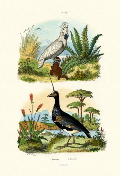 Weißhaubenkakadu von French School