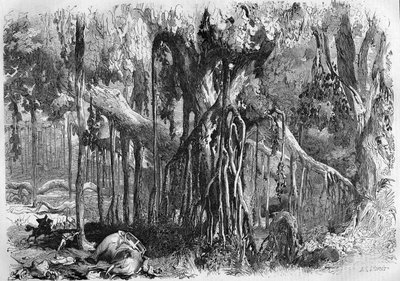 Ein Wald von Banyanbäumen in Indien von French School