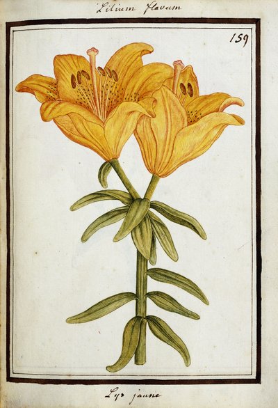 Gelbe Lilie, ca. 1700 von French School