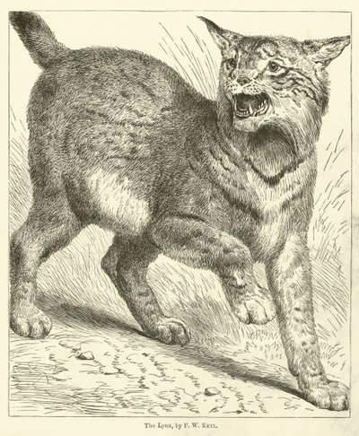 Der Luchs von Friedrich Wilhelm Keyl