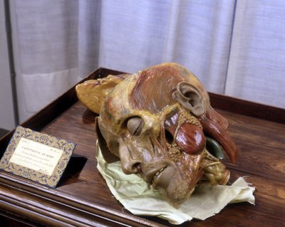 Unbekanntes Bild von Gaetano Giulio Zumbo