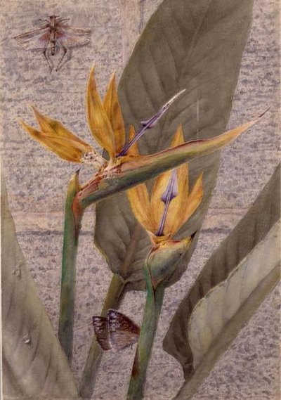 Eine Strelizia-Lilie von General John Chamberlayne