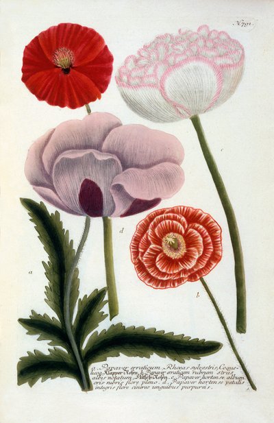 Papaver, 1737 handkolorierte Gravur von "Georg Dionysius Ehret