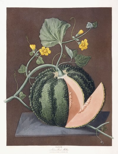 Silberne Zuckermelone, 1812 von George Brookshaw