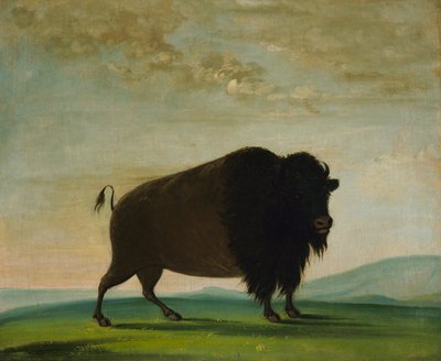 Büffelkuh, weidend auf der Prärie von George Catlin