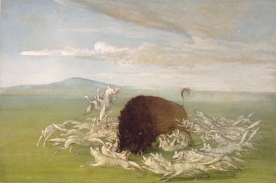 Weiße Wölfe greifen einen Büffelbullen an von George Catlin