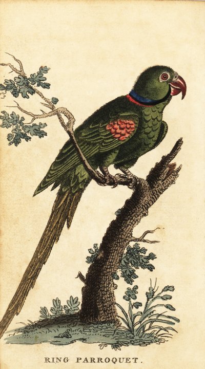 Alexandrinensittich, Psittacula eupatria (Kupferstich) von George Edwards