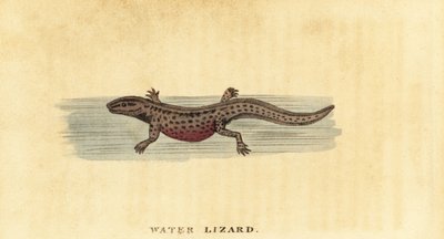 Teichmolch, Lissotriton vulgaris, 1800 (Gravur) von George Edwards