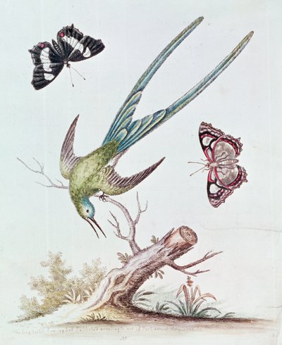 Der Langschwanzkolibri, 1742 von George Edwards