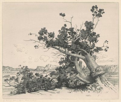Wüstenzedern, New Mexico von George Elbert Burr