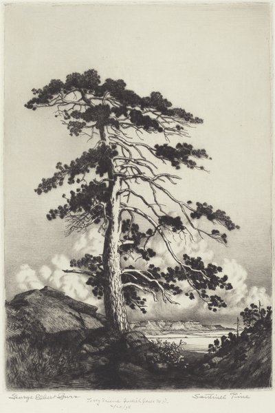 Wächterkiefer von George Elbert Burr
