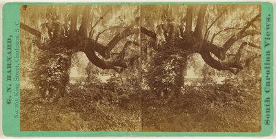 Lebende Eichen, Magnolia-Friedhof von George N. Barnard
