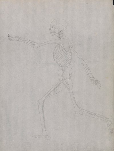 Menschliche Figur, Seitenansicht von George Stubbs