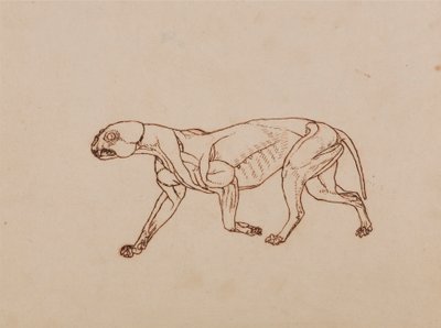 Leopardenkörper, seitliche Ansicht von George Stubbs