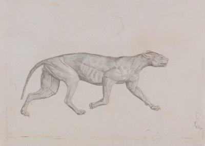 Leopardenkörper, Seitenansicht von George Stubbs