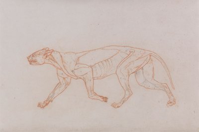 Leopardenkörper, Seitenansicht von George Stubbs