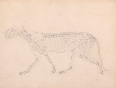 Tigerkörper, Seitenansicht von George Stubbs