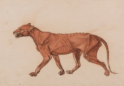 Tigerkörper, seitliche Ansicht von George Stubbs