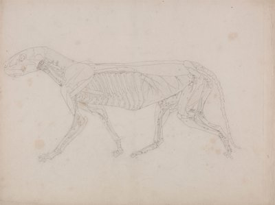 Tigerkörper, Seitenansicht von George Stubbs