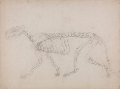 Tigerskelett, Seitenansicht von George Stubbs