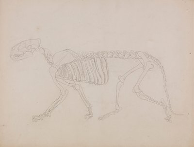 Tigerskelett, Seitenansicht von George Stubbs