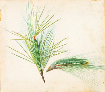 Kiefernbüschel-Raupe, frühes 20. Jahrhundert von Gerald H. Thayer