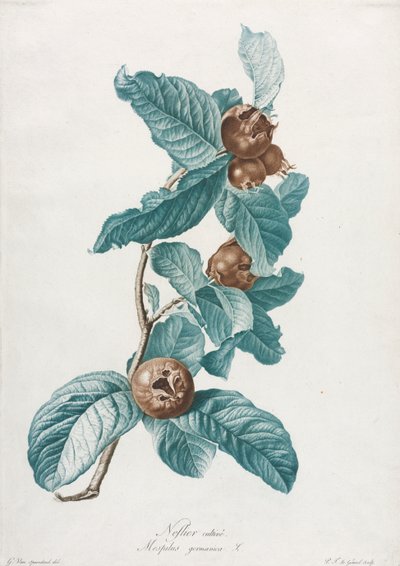 Kultur-Mispel (Mespilus germanica) von Gerard van Spaendonck