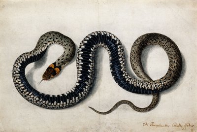 Eine Ringelnatter, ca. 1675-1700 von German School