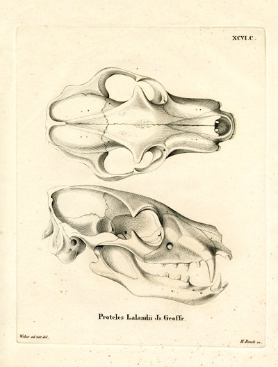 Aardwolf-Schädel von German School