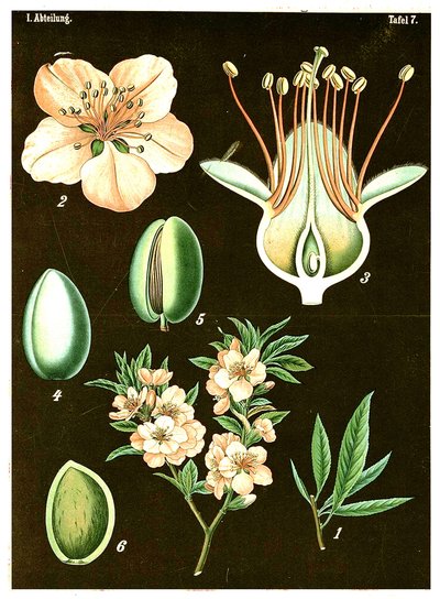 Mandel (Prunus Amygdalus) um 1890 von German School