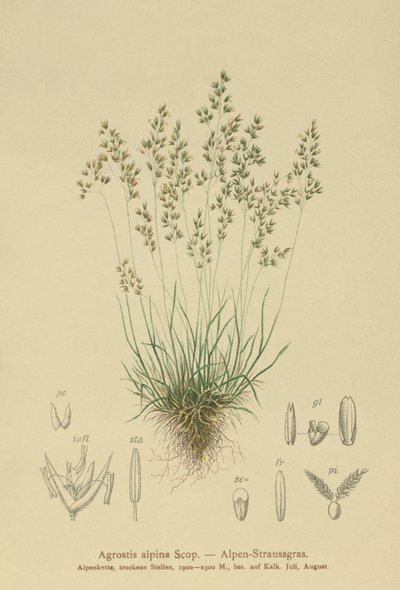 Alpen-Rot-Schwingel (Agrostis alpina, Aira flavescens) von German School