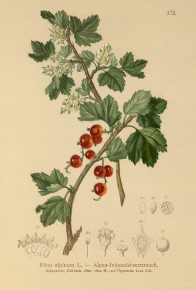 Alpen-Johannisbeere von German School