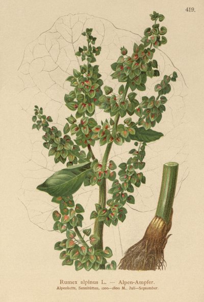 Alpen-Ampfer von German School