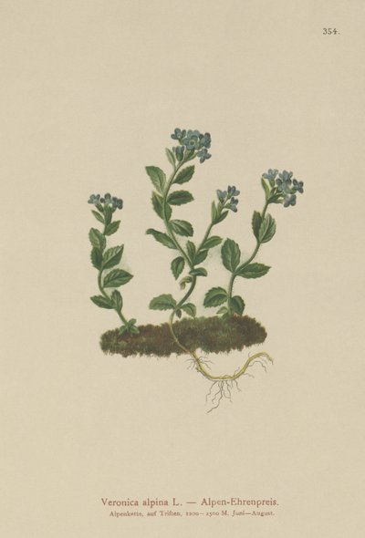Alpen-Ehrenpreis (Veronica alpina) von German School